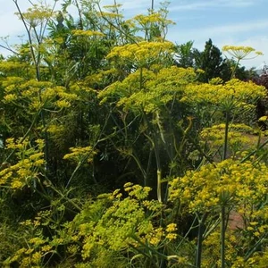 Foenicum vulgare / Édeskömény