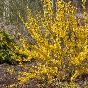 Forsythia x intermedia 'Lynwood'/ Aranyvessző