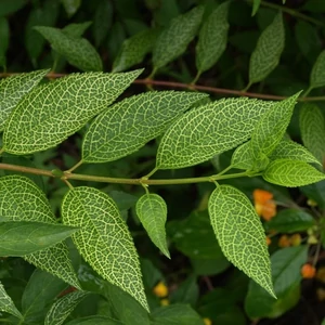 Forsythia viridissima var. koreana 'Kumson'/ Koreai aranyvessző