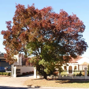 Fraxinus angustifolia 'Raywood' / Keskenyevelű kőris (földlabdás)