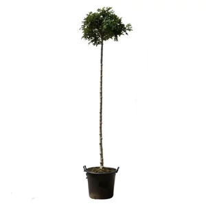 Fraxinus ornus 'Mecsek' / Gömb kőrisfa (földlabdás)