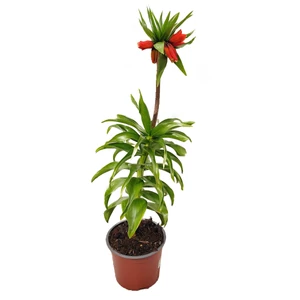 Fritillaria imperialis 'Rubra' / Császárkorona