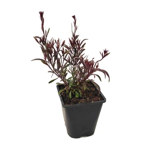 Gaura lindheimeri 'Compact Pink' / Évelő díszgyertya