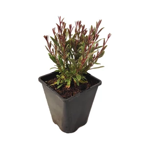Gaura lindheimeri 'Compact White' / Évelő díszgyertya