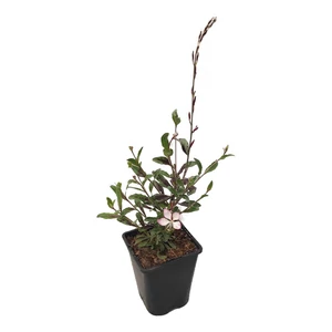 Gaura lindheimeri 'Gambit Rose Bicolor' / Évelő díszgyertya