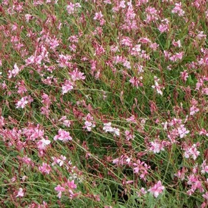 Gaura lindheimeri 'Siskiyou Pink' (syn. Oenothera) / Évelő díszgyertya
