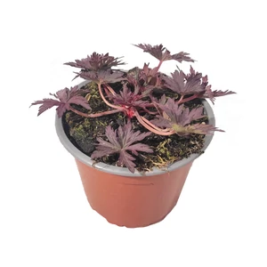 Geranium 'Hocus Pocus' / Gólyaorr