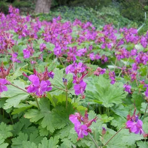 Geranium macrorrhizum / Illatos gólyaorr
