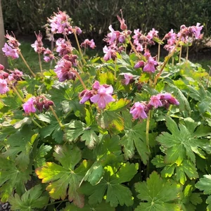 Geranium macrorrhizum 'Ingwersen's Variety' / Illatos gólyaorr