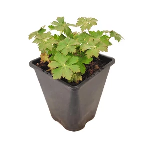 Geranium macrorrhizum 'Ingwersen's Variety' / Illatos gólyaorr