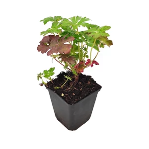 Geranium macrorrhizum 'Ingwersen's Variety' / Illatos gólyaorr