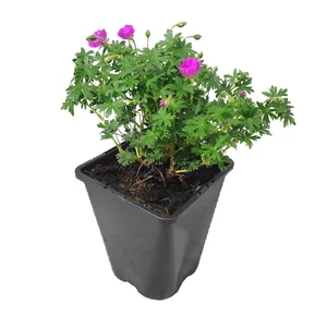 Geranium sanguineum 'Max Frei' / Piros gólyaorr