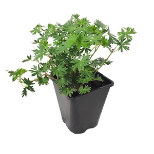 Geranium sanguineum 'Tiny Monster' / Piros gólyaorr