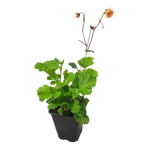 Geum rivale 'Mai Tai' / Gyömbérgyökér