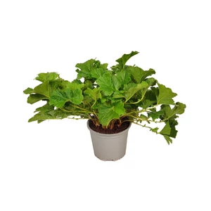 Geum 'Tales of Hex' / Gyömbérgyökér