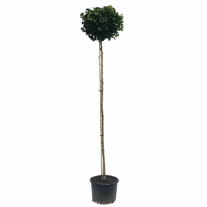 Ginkgo biloba 'Globus' / Gömb páfrányfenyő
