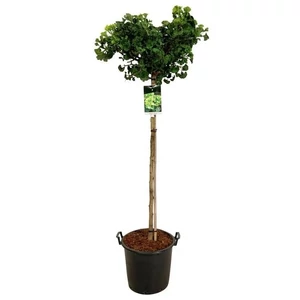 Ginkgo biloba 'Mariken' / Törpe gömb páfrányfenyő (1/2 törzses)