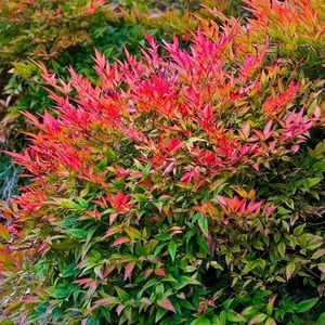 Nandina domestica 'Gulfstream' / Törpe japán szentfa