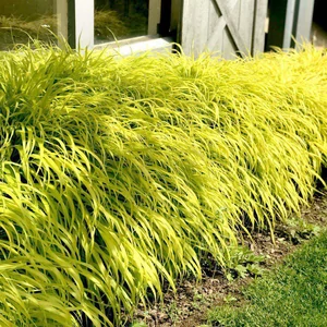 Hakonechloa macra 'All Gold' / Aranysárga szálkafű
