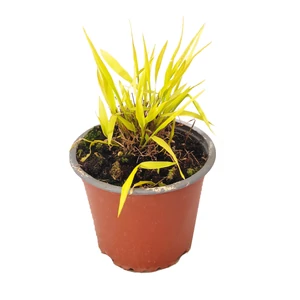 Hakonechloa macra 'All Gold' / Aranysárga szálkafű