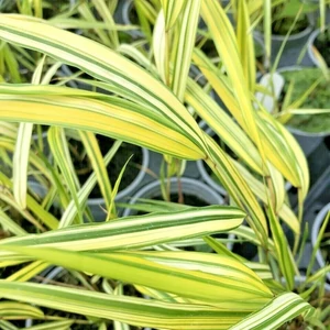 Hakonechloa macra 'Aureola' / Arany szálkafű
