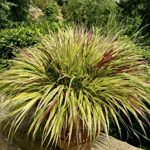 Hakonechloa macra 'Sunflare' / Szálkafű