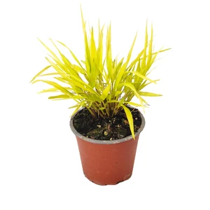 Hakonechloa macra 'Sunflare' / Szálkafű
