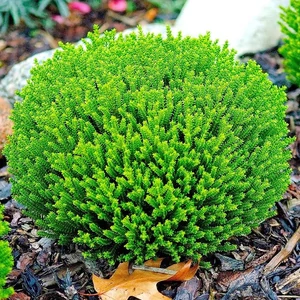 Hebe 'Green Globe' / Örökzöld veronikacserje 'Green Globe'