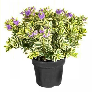 Hebe x hybrida 'Veronica' / Örökzöld veronikacserje