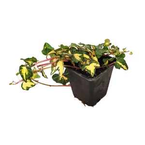 Hedera helix 'Goldheart' / Sárga-tarka levelű borostyán