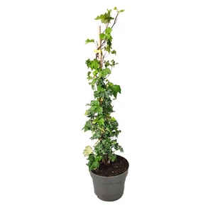 Hedera helix 'Ivalace' / Borostyán