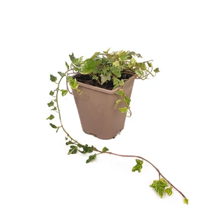 Hedera helix 'Mint Kolibri' / Borostyán