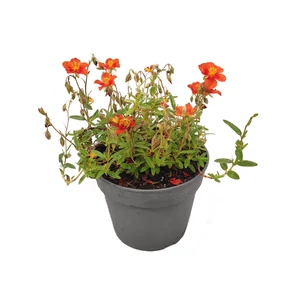 Helianthemum 'Bronzeteppich'  / Napvirág