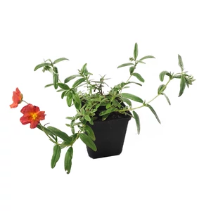 Helianthemum hybridum 'Fire Dragon'  / Narancs-piros virágú napvirág