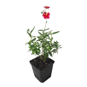 Helianthemum hybridum 'Red Dragon'  / Narancs-piros virágú napvirág