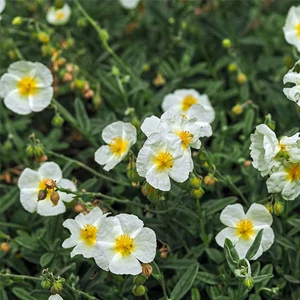 Helianthemum hybridum 'The Bride' / Fehér virágú napvirág