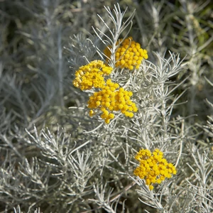 Helichrysum italicum 'Silvery White' / Olasz szalmagyopár, curryfű