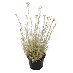 Helichrysum italicum / Olasz szalmagyopár, curryfű