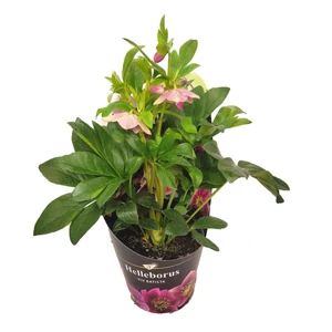 Helleborus 'Viv Batista' / Hunyor