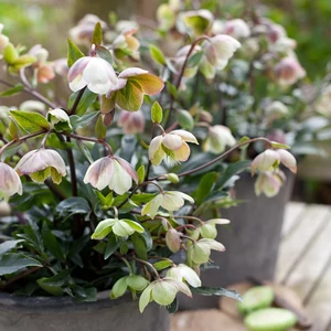 Helleborus x sahinii 'Winterbells' / Hunyor