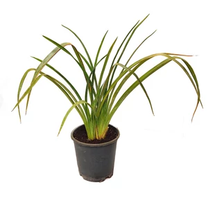 Hemerocallis 'Arctic Snow' / Sásliliom