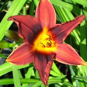 Hemerocallis 'Black Prince' / Piros virágú sásliliom