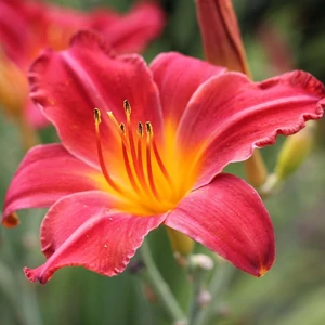 Hemerocallis 'Chipper Cherry' / Sásliliom