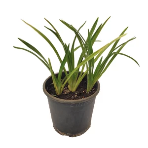 Hemerocallis 'Chipper Cherry' / Sásliliom