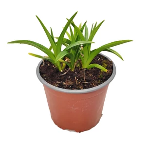 Hemerocallis 'My Reggae Tiger' / Sásliliom