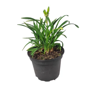 Hemerocallis 'Stella d'Oro' / Sárga virágszínű sásliliom