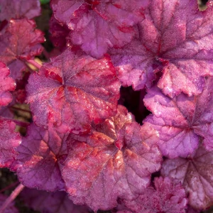 Heuchera 'Berry Smoothie' / Tűzeső