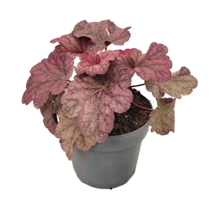 Heuchera 'Berry Smoothie' / Tűzeső