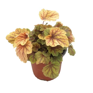Heuchera 'Electra' / Tűzeső