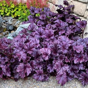 Heuchera 'Forever Purple' / Tűzeső